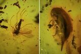 Fossil Beetle (Staphylinidae) & Fly (Diptera) In Baltic Amber #48249-3